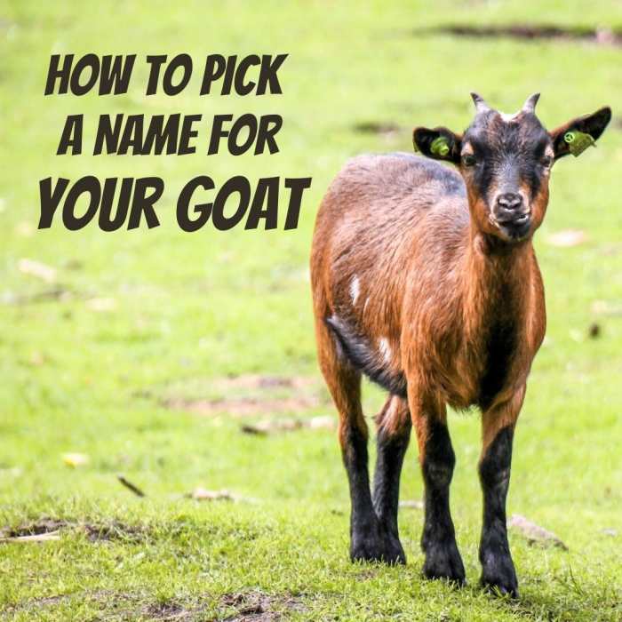 The Best Names for Your Pet Goat PetHelpful By fellow animal lovers