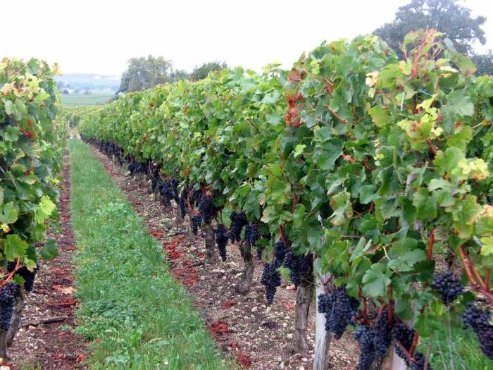 Harvest time at chateau Franc Mayne near Saint-Émilion - Bordeaux, France