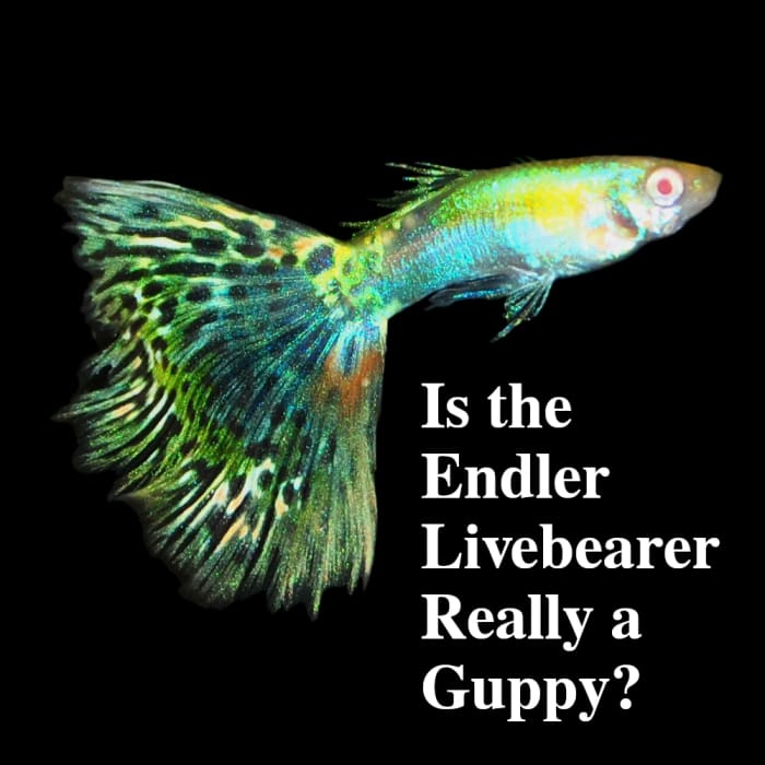 Is the Endlers Livebearer Really a Guppy? - PetHelpful - By fellow ...