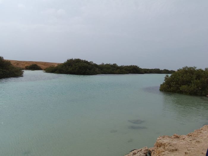 Ras Mohamed submerged trees, it is one of the unique around the world for the tree grow inside the sea water of its high salinity.