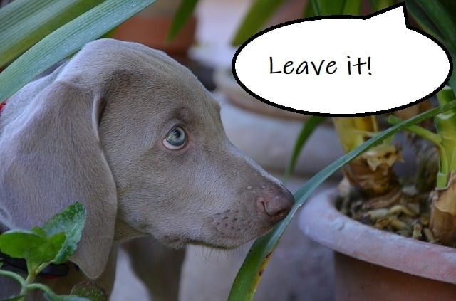 The "leave it" cue can save you a lot of heartaches.