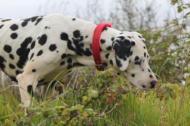 The inquisitive nature of dogs puts them at risk when it comes to toxic plants.