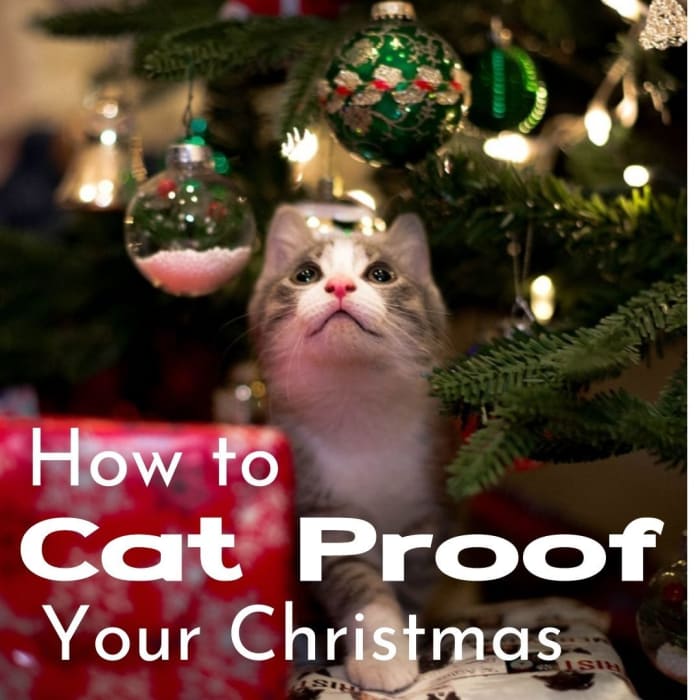 Dangling ornaments are just too tempting even for older, sedate cats. They love to bat them around. Younger cats find them irresiastible and will knock them off, chase them about, and try to look innocent when they break.