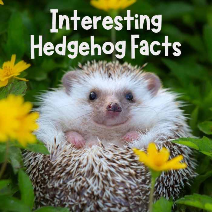 Interesting Facts About Hedgehogs PetHelpful