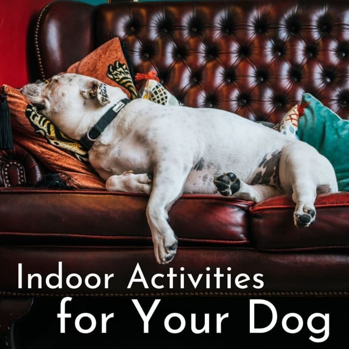 What do you do with your canine buddy if you're both stuck indoors for the day?