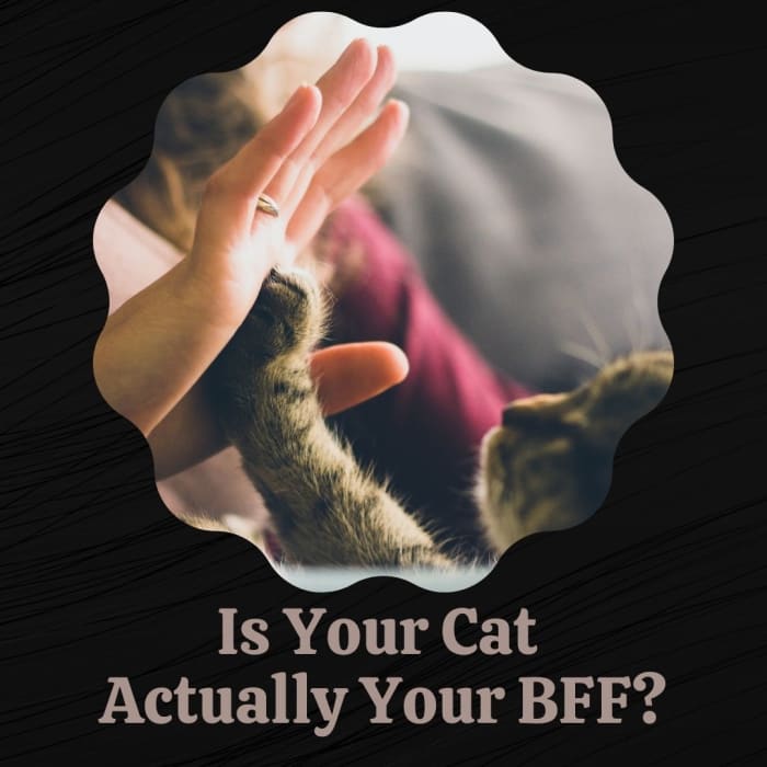 당신의 고양이가 될 수 있습의 가장 친한 친구 당신 적 있을 겁니다.'ll ever have.