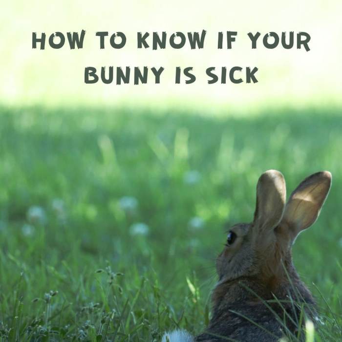 Is My Bunny Sick? 5 Signs It's Time to Go to the Vet PetHelpful By