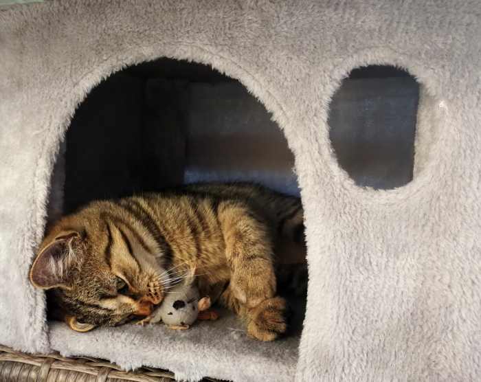 Setting up an outdoor cat house for the cats in your life can greatly increase their quality of life and potentially help avert a health disaster.