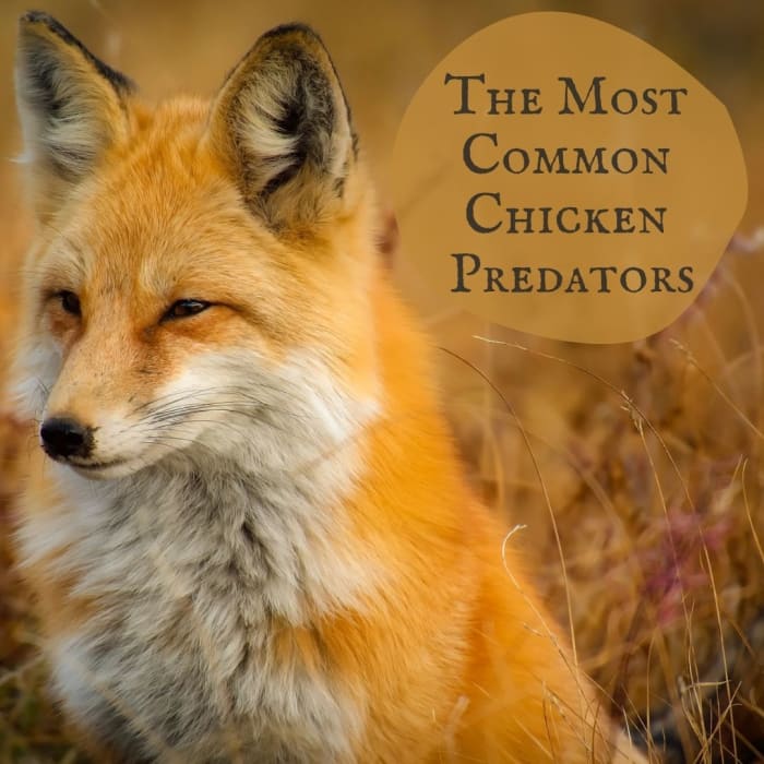 Widespread, clever, and tenacious, foxes are the stereotypical chicken killer, but there are many other species that may threaten your flock.