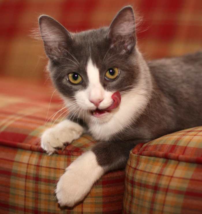 400+ Cute Food Names for Cats PetHelpful By fellow animal lovers