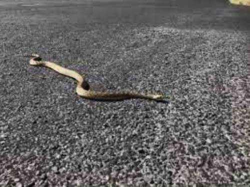 Why did the gopher snake cross the road! Gopher snakes are constrictor snakes and are non venomous. They help keep Sedona's rodents under control.