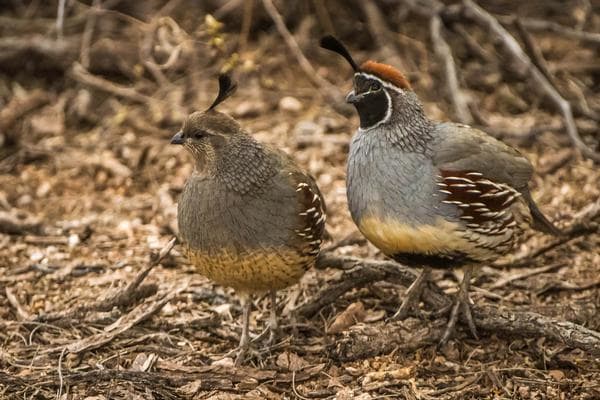 These are Arizona Gambel's Quail are (Callipepla gambelii). These Quails are in the neighborhood during the late spring and early summer.