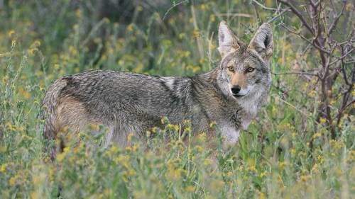 Shelters are coyotes seeks in storm drains and anything and cavernous, like abandoned buildings, dirt trenches or rocky and shaded outcroppings in trails.