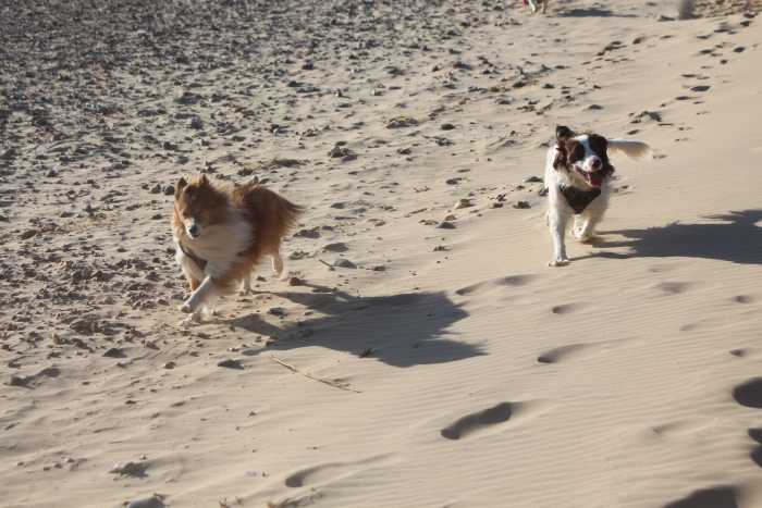 Turmeric can help your dog to keep active and free from pain