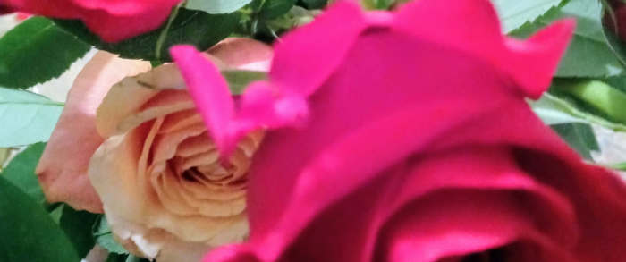 A rose is a metaphor for life in that thorns climb its stem to give life to the beautiful flower forming the crown.