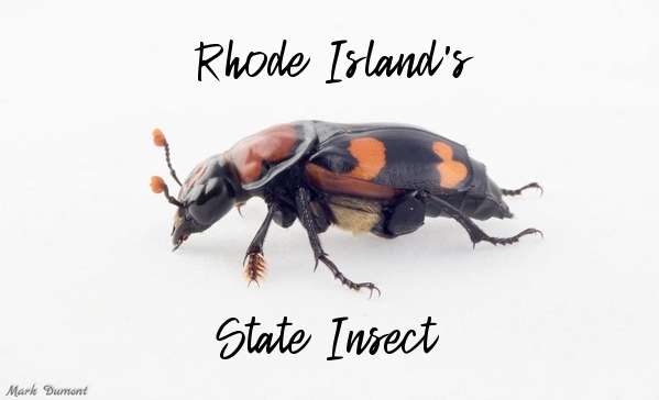 state-insect-of-rhode-island