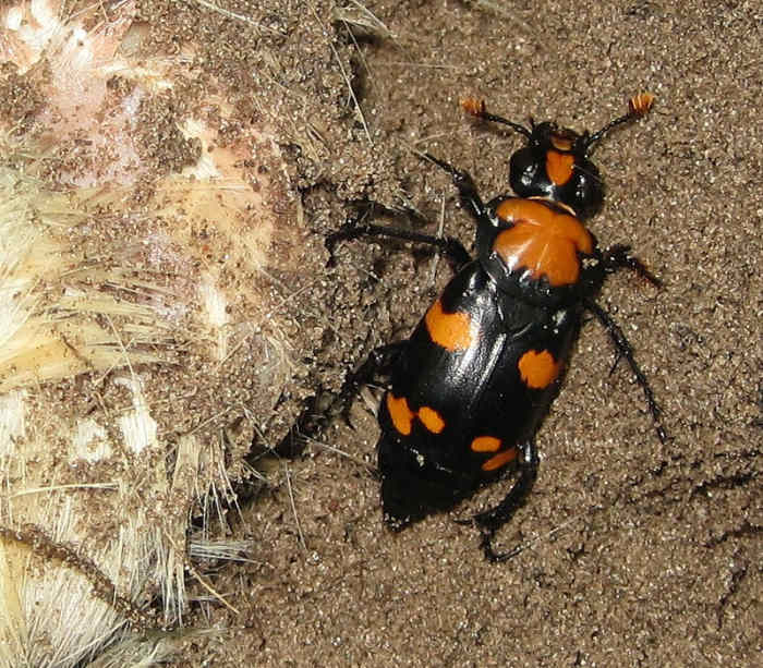 state-insect-of-rhode-island
