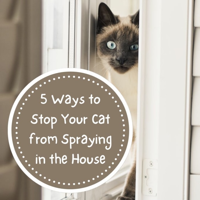 Spraying is typically on a vertical surface and is a normal, although undesirable, behavior in cats.