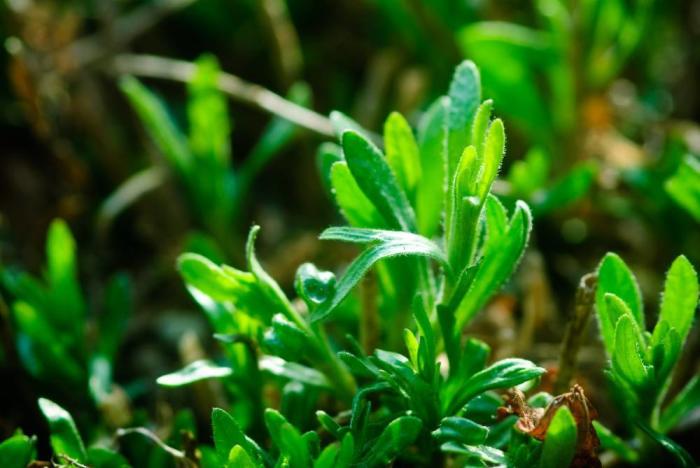 Tarragon is associated with love, peace and comforting magic.