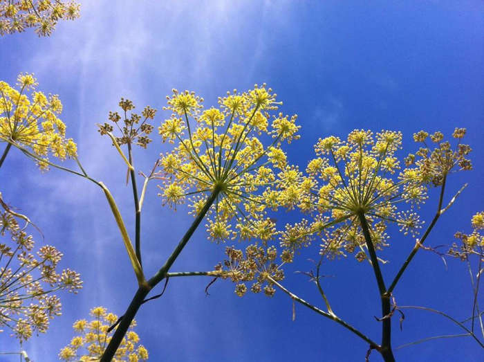 In magi,fennel is said to aid in breaking bad habits.
