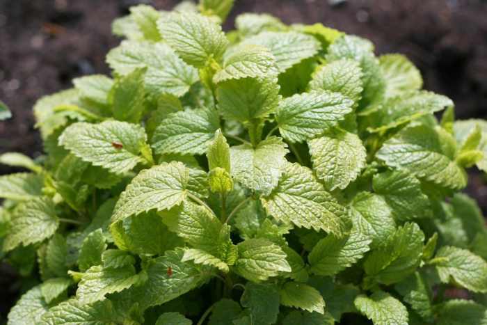 Lemon balm is a fast growing herb that is said to boost creativity.