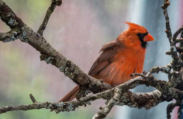 Cardinals are sources of beauty and lovely songs. Feed them and they will come.