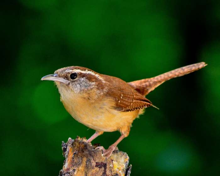 The glorious and complex songs of the Carolina wren can come to your yard. Put in plants that the wren's favorite bugs like to eat.