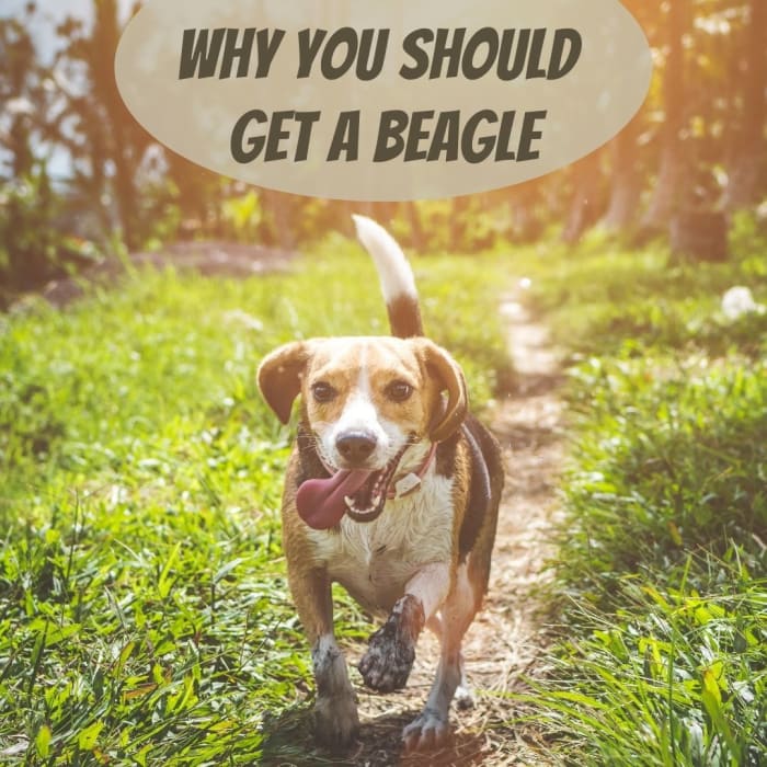 Les beagles sont des animaux de compagnie géniaux - voici six raisons pour lesquelles vous devriez envisager d'en accueillir un chez vous !