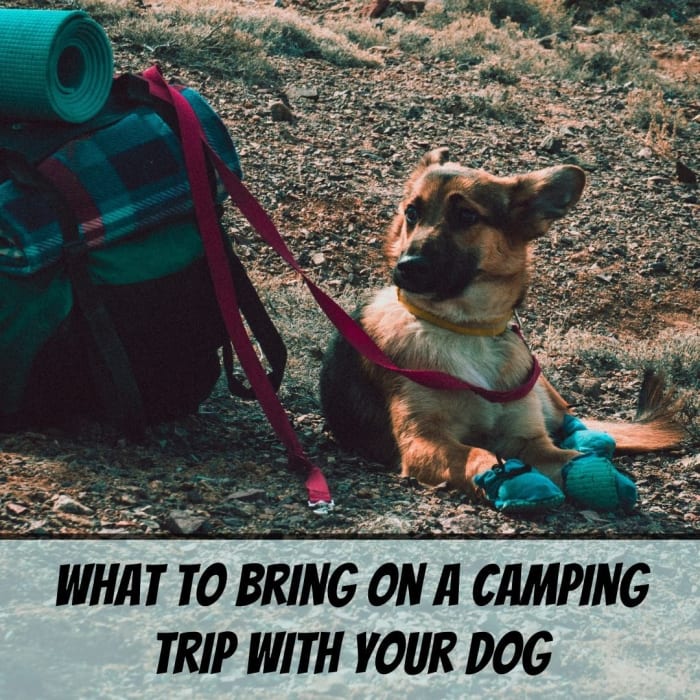 Dogs are ideal companions for camping trips—here's what to bring with you to be prepared and comfortable.