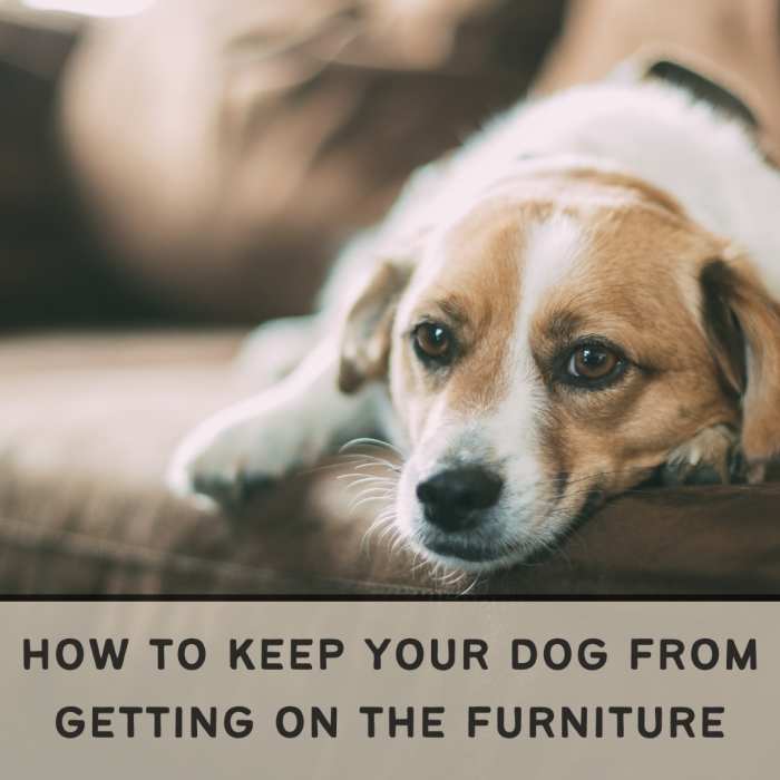 Is your dog getting on the couch or your bed, but you'd really rather he didn't? Read on to find out how you can train your dog to not get on the furniture.