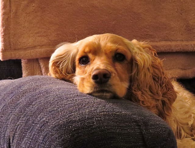 Praise and reward your dog for sleeping on his own bed.