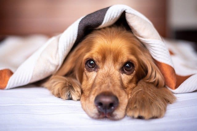 Need to stop your dog from sleeping on your bed?