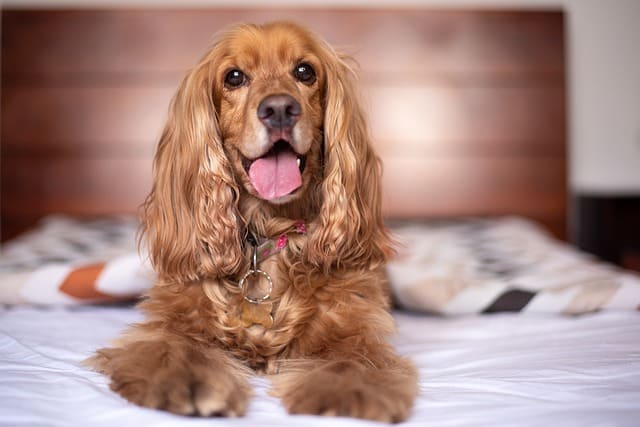 Train your dog the "off" cue to get him off your bed without having to push him or pull him off.