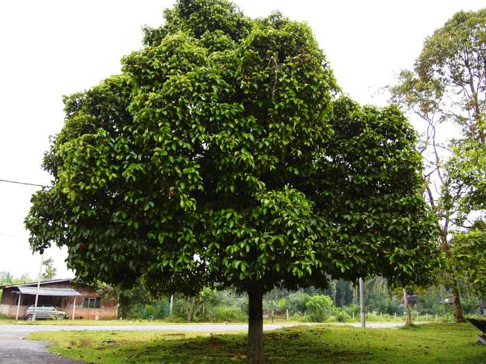 Garcinia mangostana or Mangosteen tree