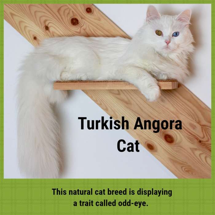 Natural Breeds of Cat Explored PetHelpful By fellow animal lovers