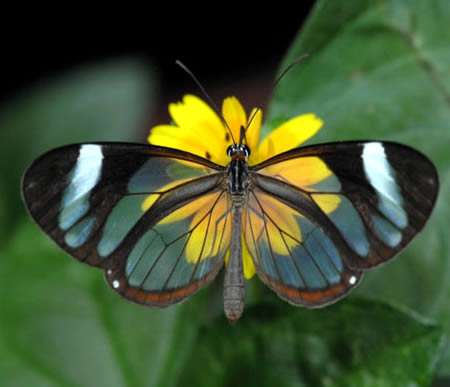 Many species of animals in the planet are facing extinction (or perhaps gone forever) before they're discovered.
