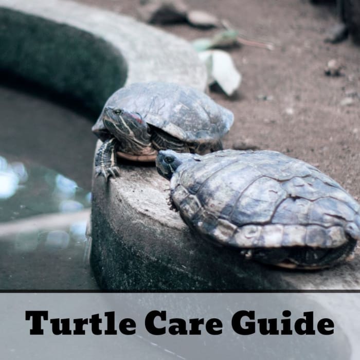 Turtle Care 101: How to Take Care of a Turtle - PetHelpful