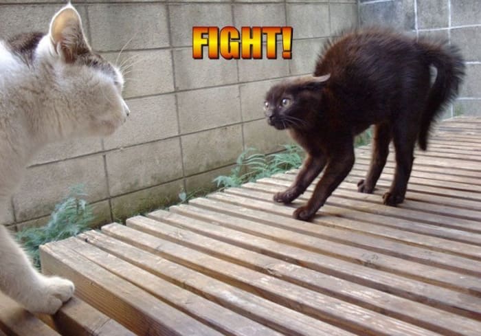Guard hairs on this cat's entire body have reacted to adrenaline as this cat is faced with an aggressor.