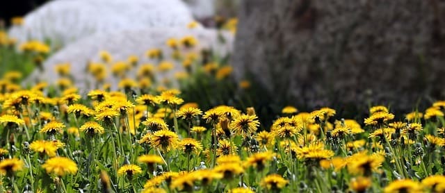 Connect to children and your own inner child with a dandelion dream pillow.