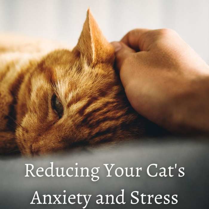 Cats are no different to human beings. They are equally as capable of suffering from anxiety and stress.