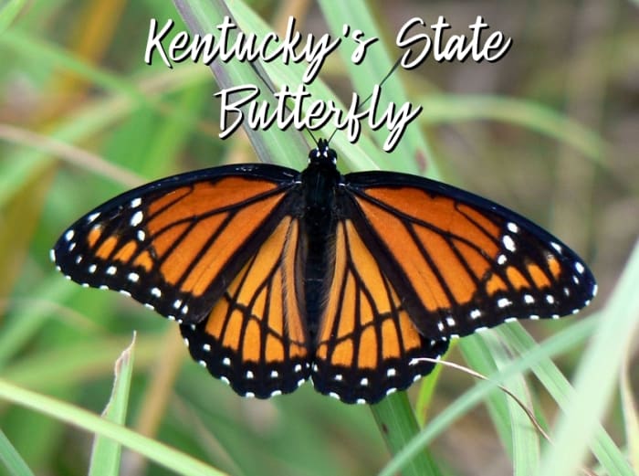 The Viceroy: State Butterfly of Kentucky - Owlcation