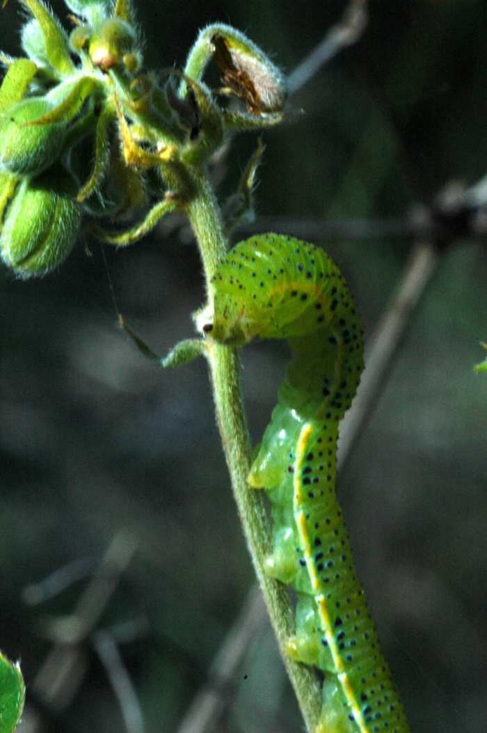 Phoebis sennae caterpillar
