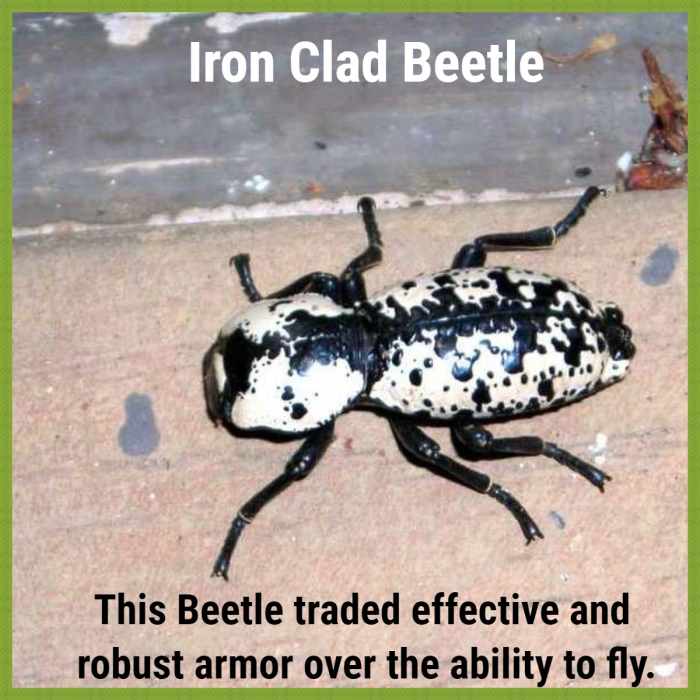 The Ironclad Beetle is the most heavily armoured of all beetles.