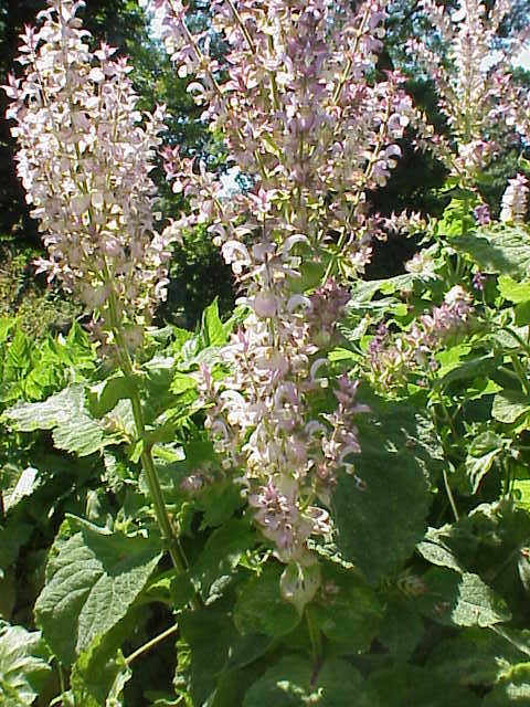 Write your wishes on Clary Sage leaves and place them under your pillow.