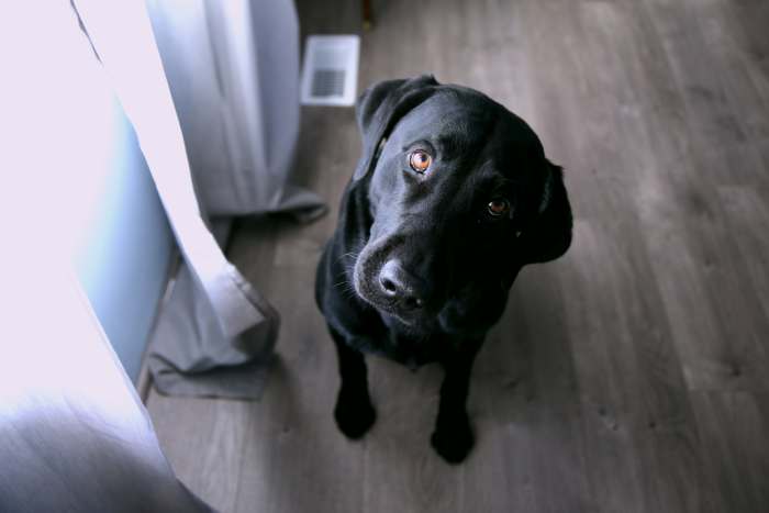 Puppies will start to associate the outside with pottying and may indicate the need to go by sitting by the door.