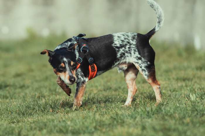 Use odor to your advantage. Place a stool sample in the area of your yard that you would like your puppy to use for pottying.