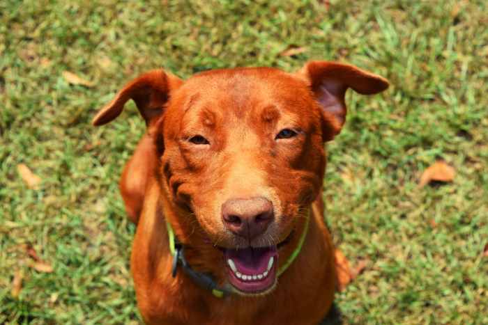 Visiting the kennel with your dog a time or two before you leave on your trip can help reduce anxiety when you drop your dog off for real.