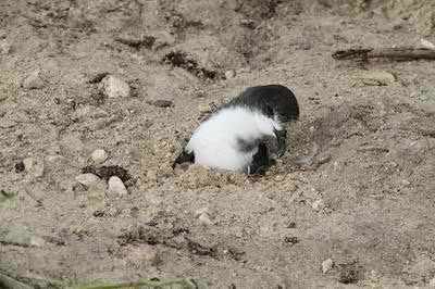 This is a Bonin Petrel stuck in the sand and rescued after the tsunami left Midway Atoll National Wildlife Refuge.
