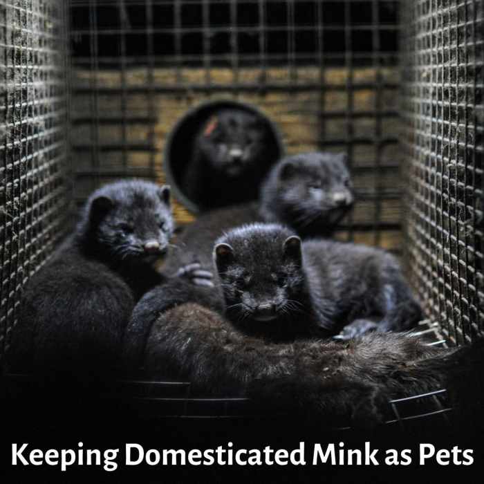 Domesticated Minks as Pets PetHelpful