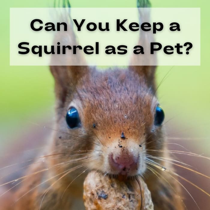 Some people might wonder if squirrels can be kept as pets, especially if they find orphaned wild squirrels that need care.